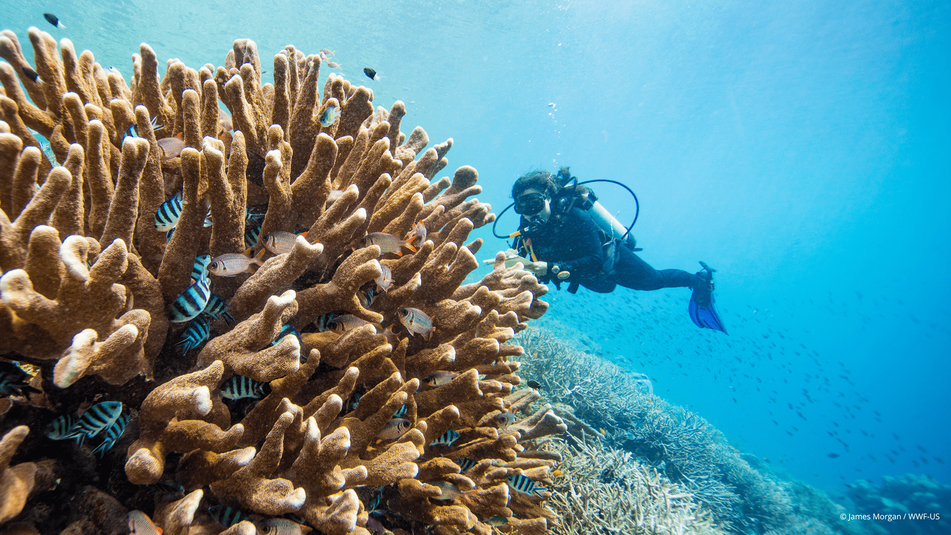 Coral reef Coral reef
