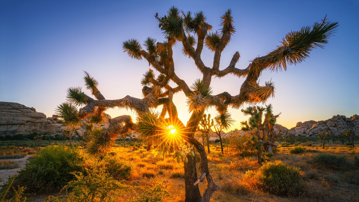 Unforgettable Day Trips Near Los Angeles for Nature Lovers