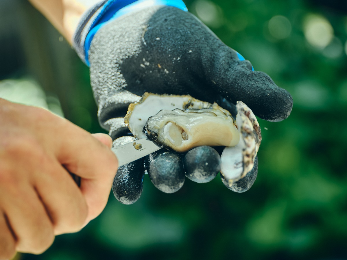 Plump Sakoshi oysters