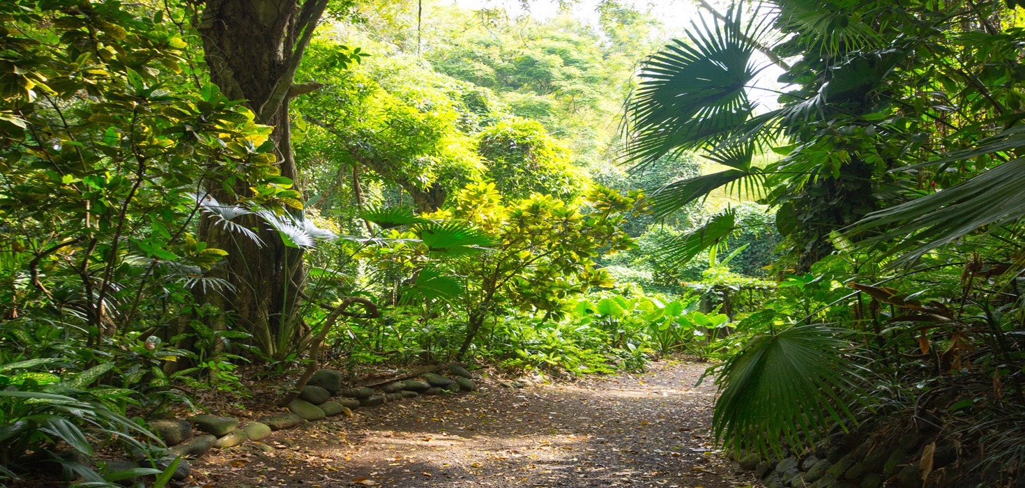 Transportation Guide for Mauritius: Buses, Taxis, Car Rentals, and Apps