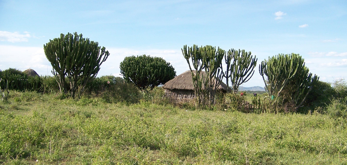 Tanzania Transportation Guide: Public, Private, and Tourist Options